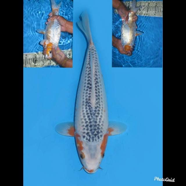 34cm , Jumbo Asagi