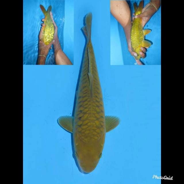 29cm , Midorugoi Aragoke , No Bocor