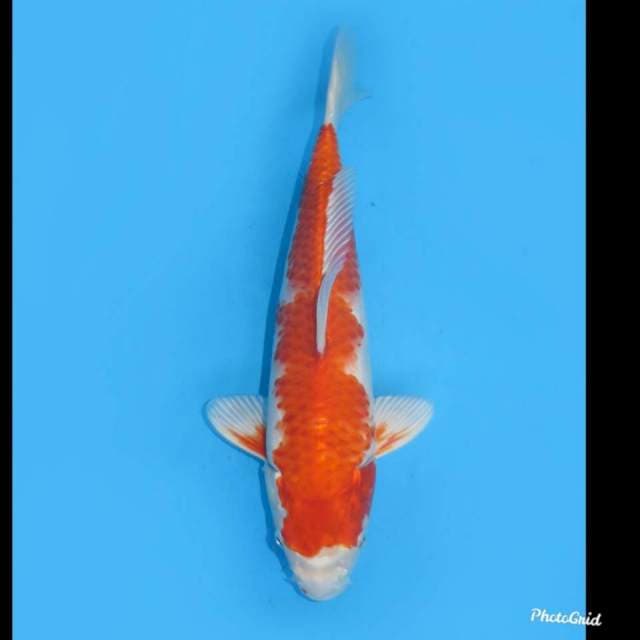 34cm , Gin Kohaku , Kohaku Sirip Hikari ,