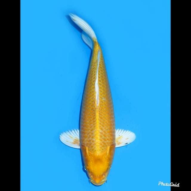 35cm , Yambuki Ogon Bulky