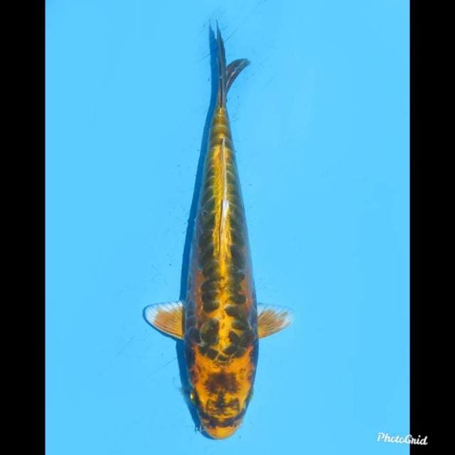 23cm , Super Kinkokryu