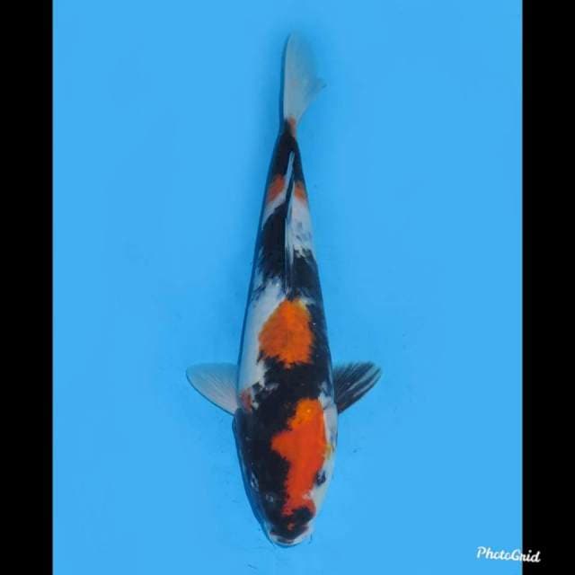29cm , Showa Sanshoku Original