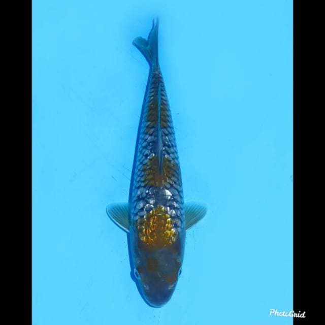 24cm , Ochiba Ginrin