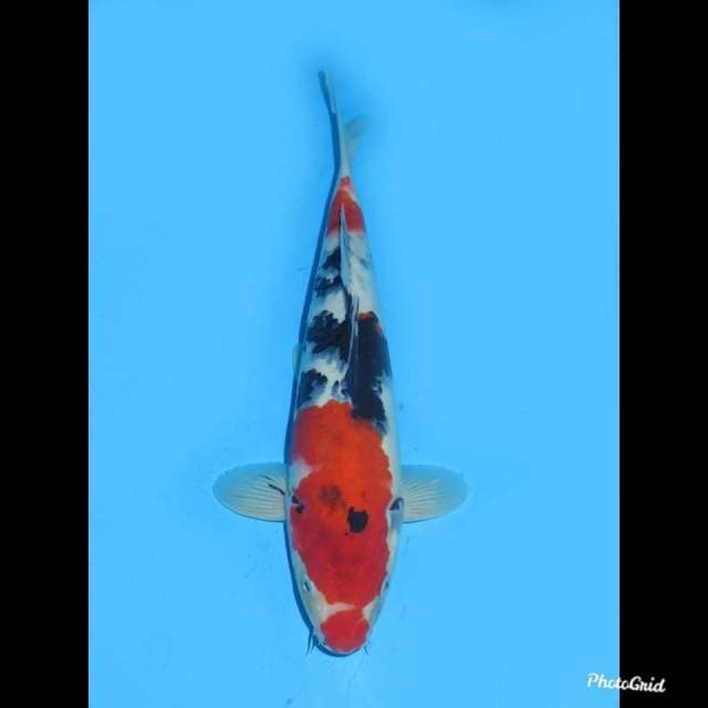 29cm , Red Showa Sanshoku