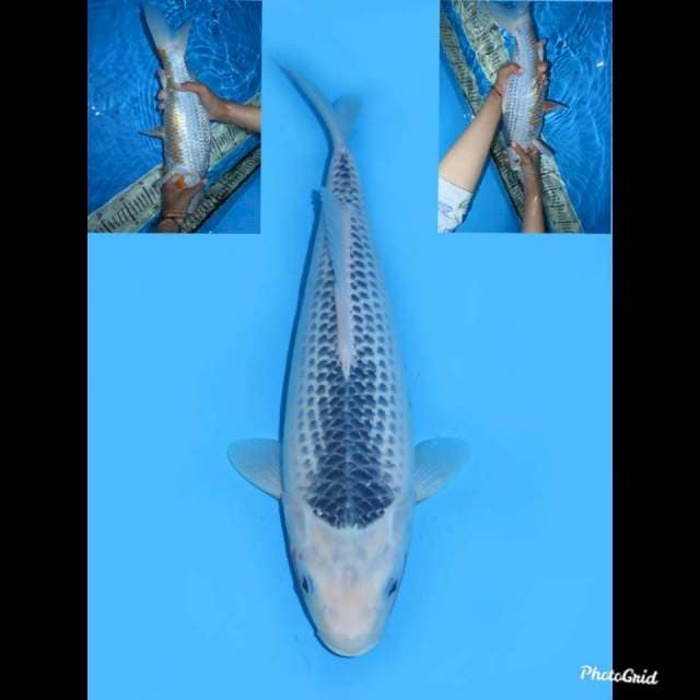 34cm , Asagi Bulky