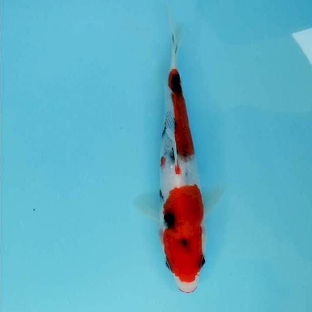Sanke 20cm