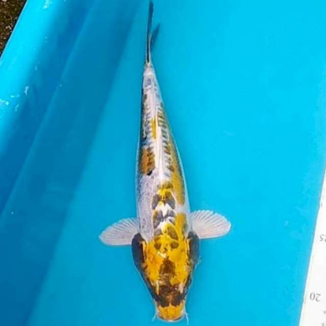 Kiko 30cm