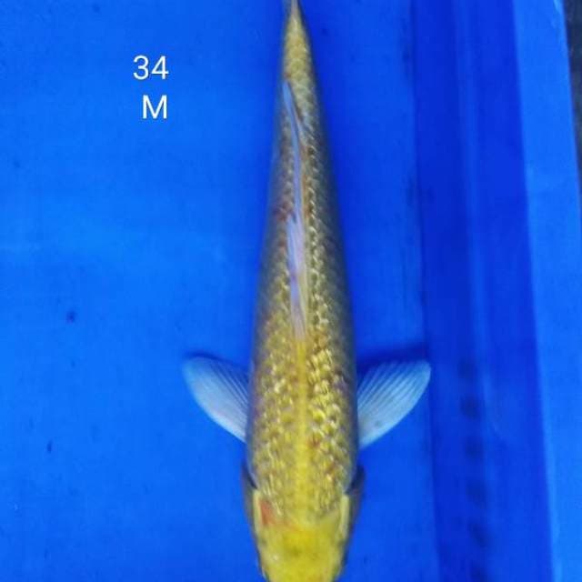Ogon ginrin jantan