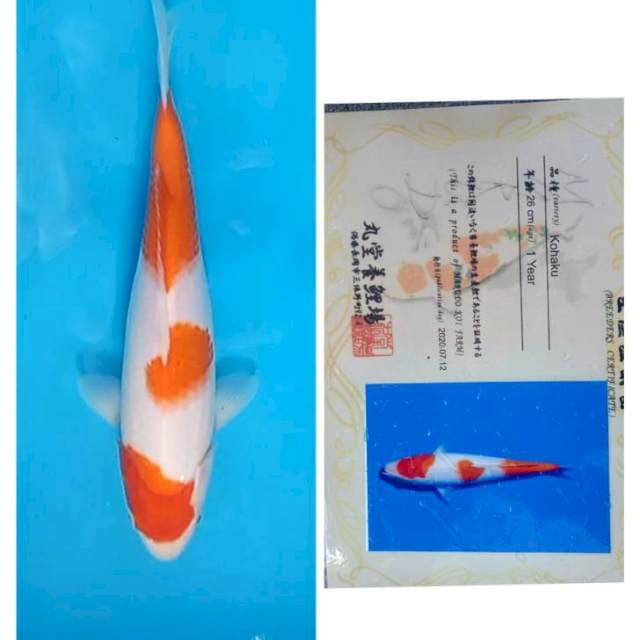Kohaku Serti Marudo 30bu