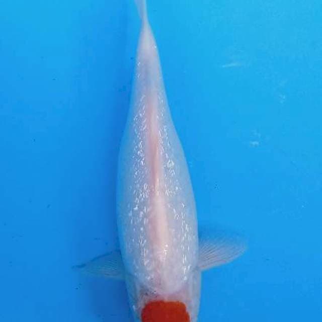Tanco Kohaku gindrin