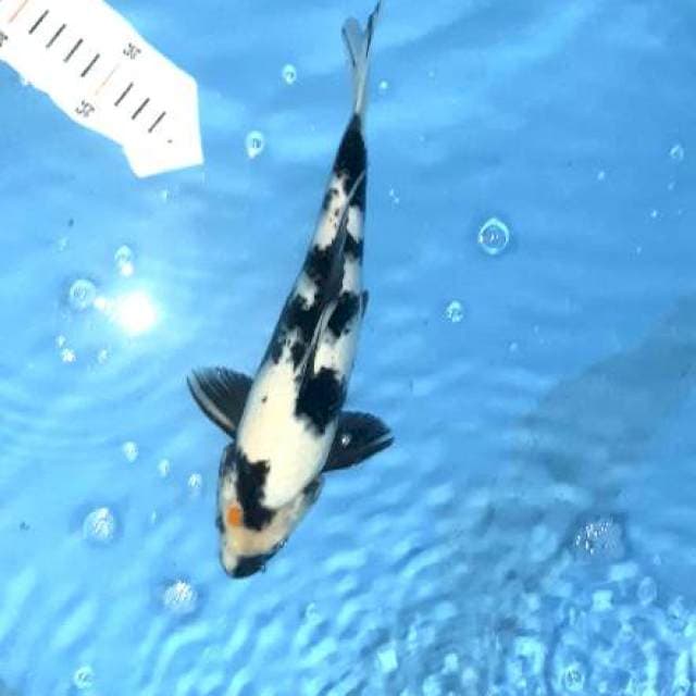 Shiro jantan 33cm. Bodi torpedo