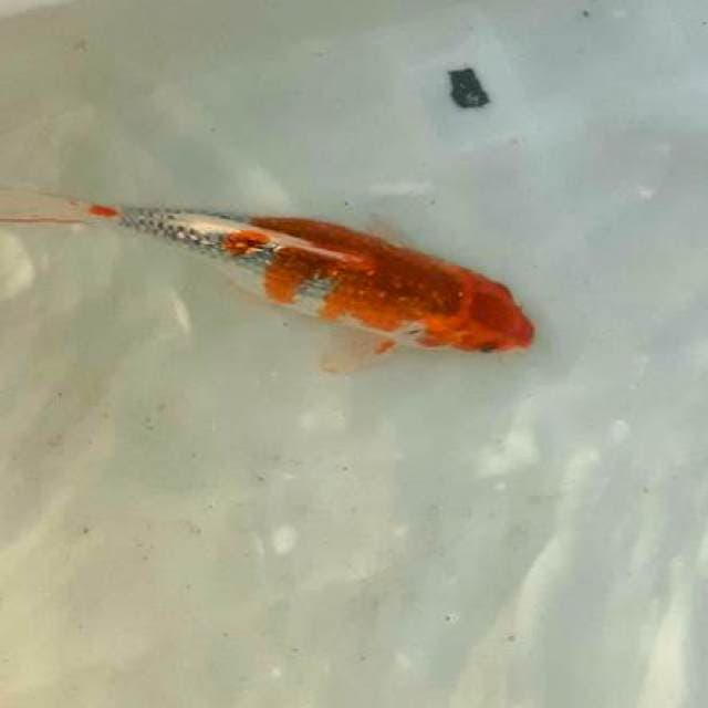 Ginrin goshiki 30cm