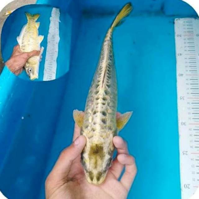 Mukashi 33 cm