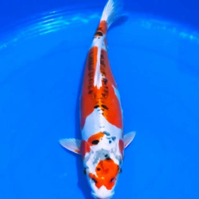 Benikikokuryu halls 40bu