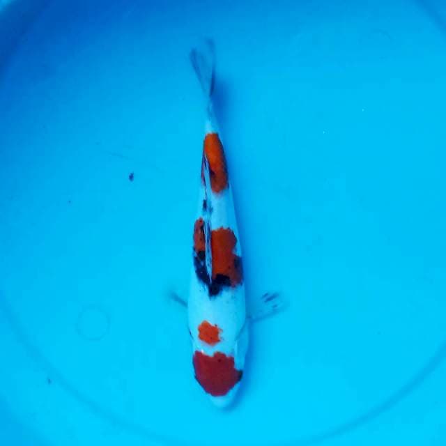 Maruten Sanke 23 cm