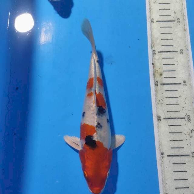 Yamatonishiki 23cm