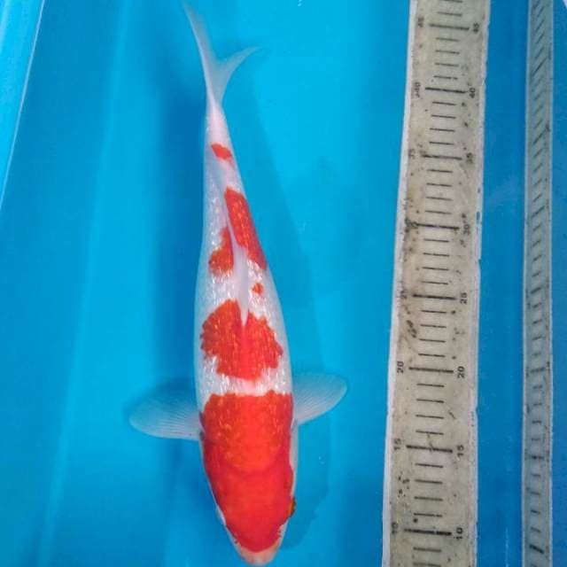 Ginrin kohaku 36cm