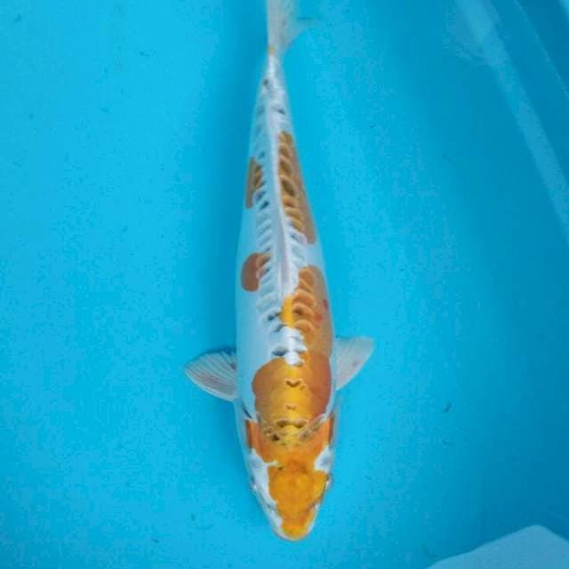 Hariwake doitsu 40cm