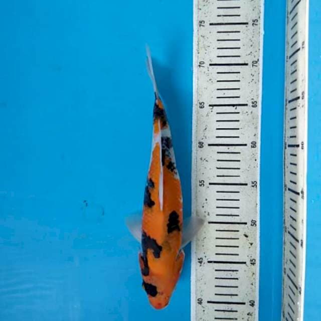 Showa 31 cm