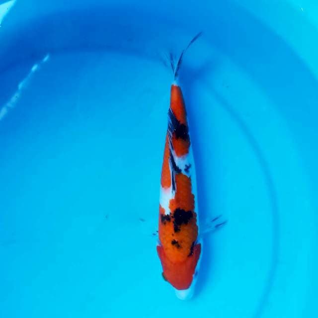 KOINS_SANKE_25CM
