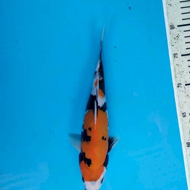 Showa 26cm
