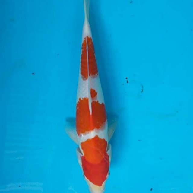 Kohaku 27cm
