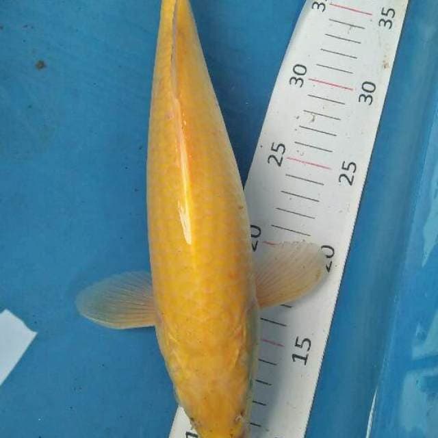 karasi mata merah bulky