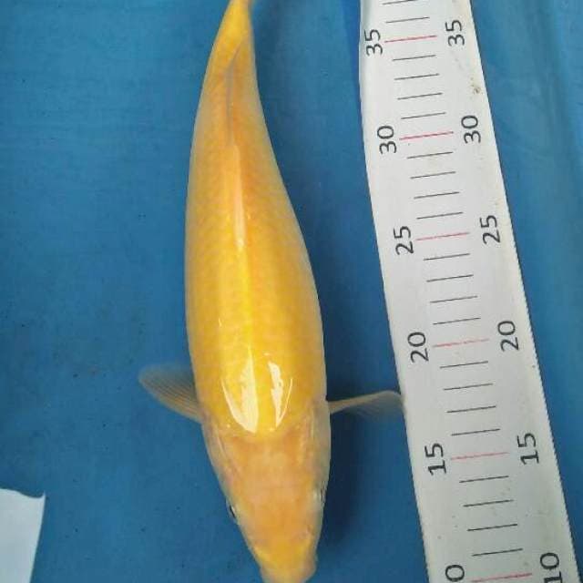 karasi mata merah bulky