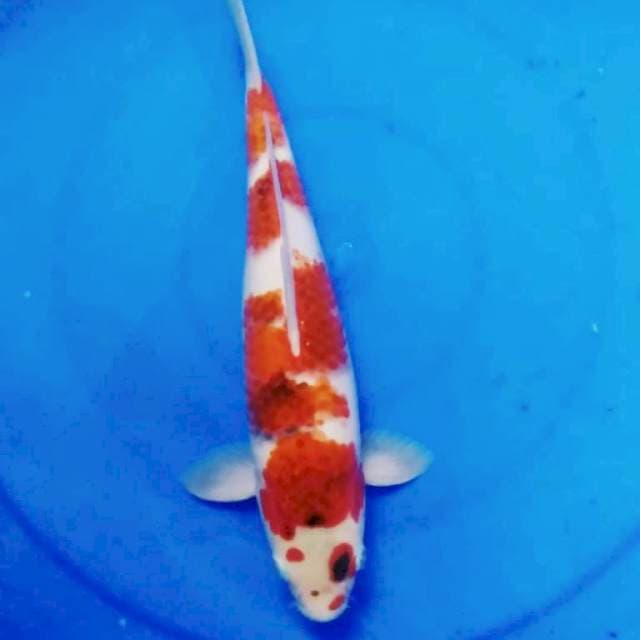 ⭐AI GOROMO JANTAN