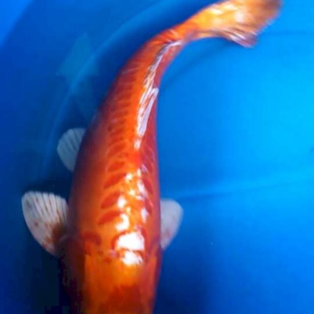 Sk orengi ogon