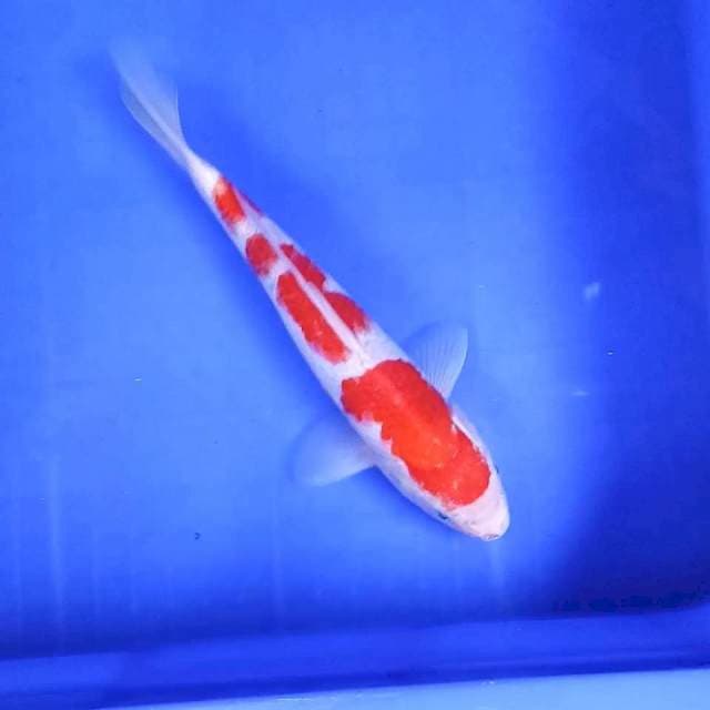 Kohaku 3 step halus || 27 cm