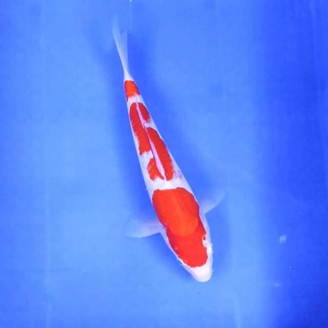 Kohaku 3 Step || 27 cm