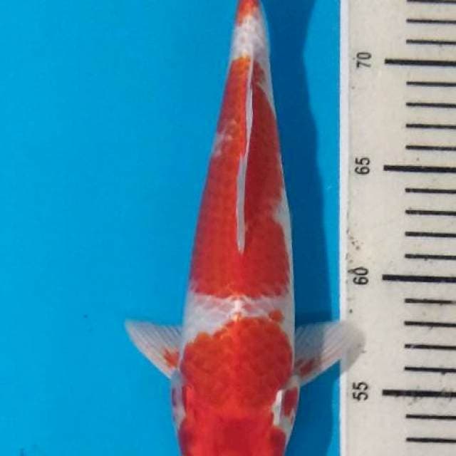 Sakura ogon 28cm Male