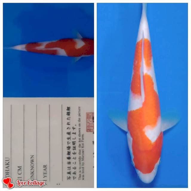 Kohaku import