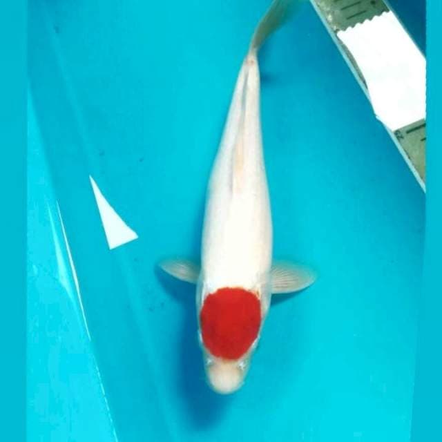 Tancho Kohaku, male 30 cm