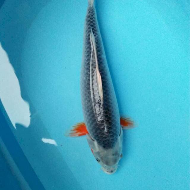 Asagi 43cm bakat jumbo