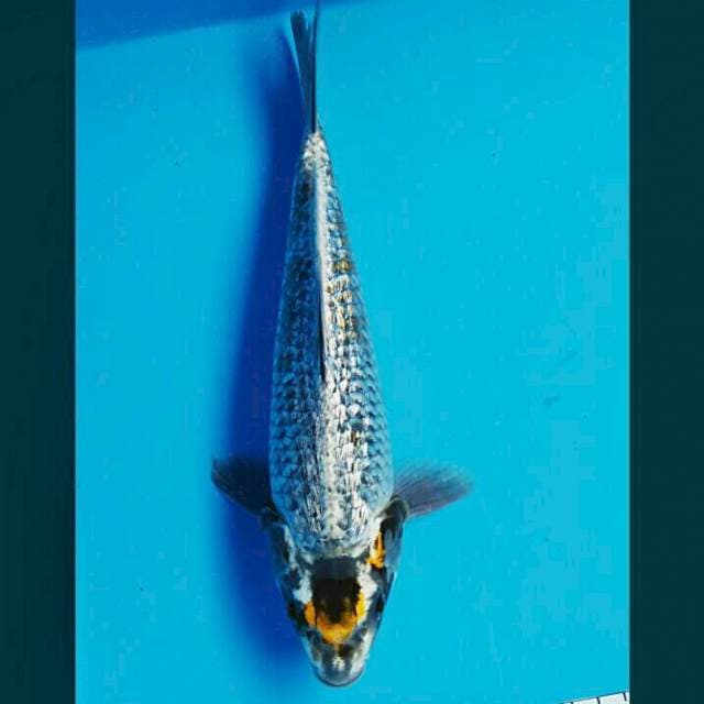 Tancho kawari ginrin male