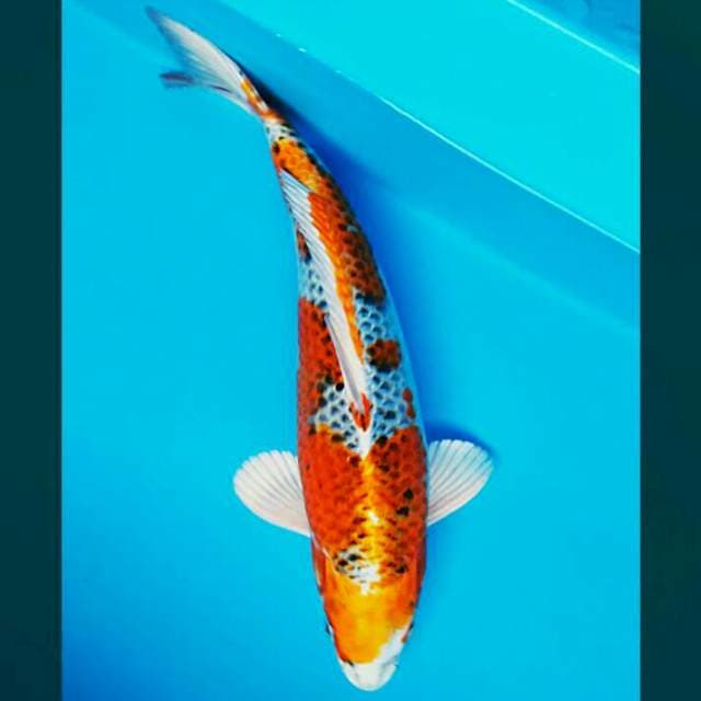 Kujaku strong 34cm male