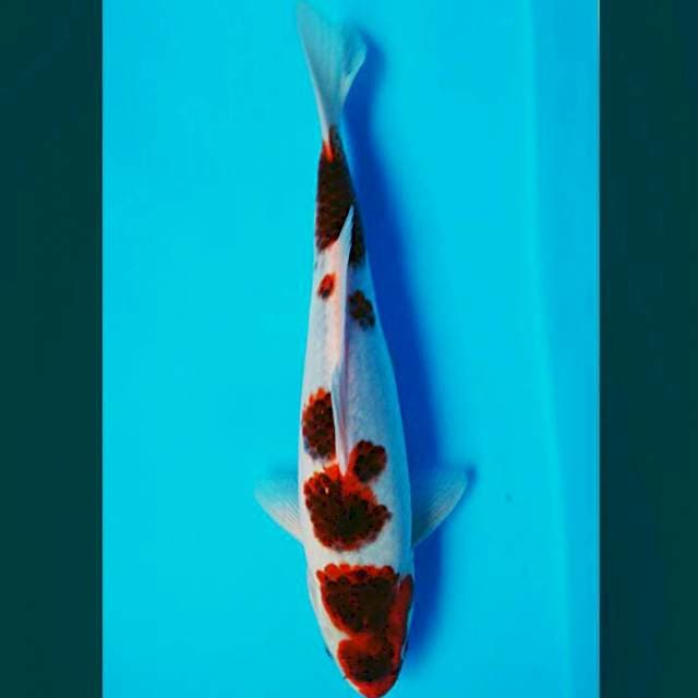 Goromo 30cm male