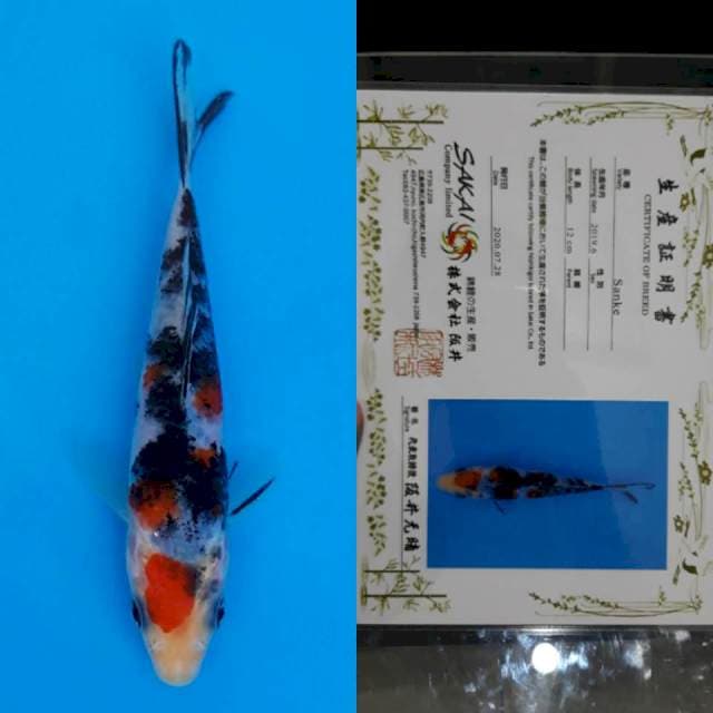 Sakai certy 13cm