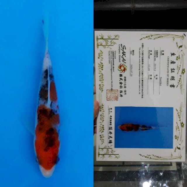 Sakai certy 13cm