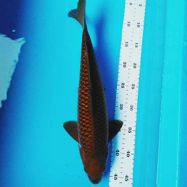 Tembaga jaring rapi 40cm male