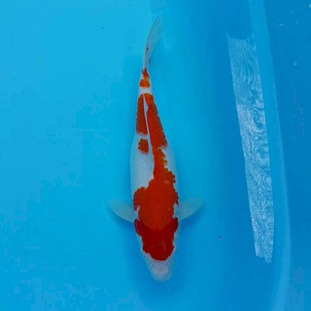 Kohaku