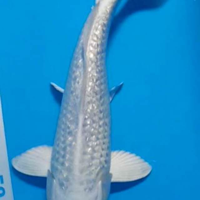 Platinum gindrin 26cm