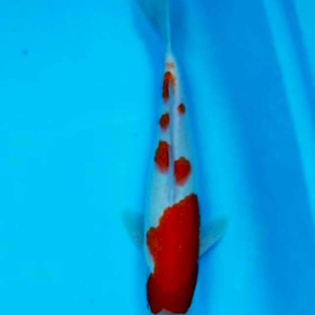 Kohaku Murni