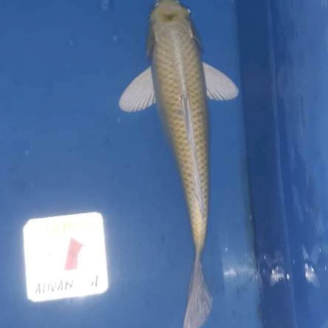 SUPER OGON, body Mantap. 34cm punuk pisan