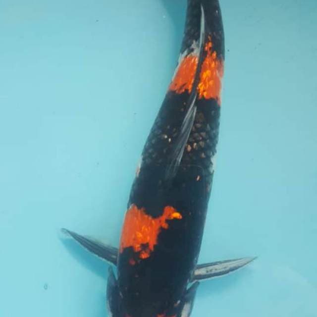 Showa 38cm