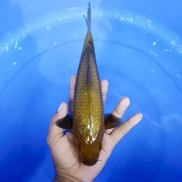Chagoi # 28cm