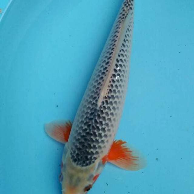 Asagi 35cm