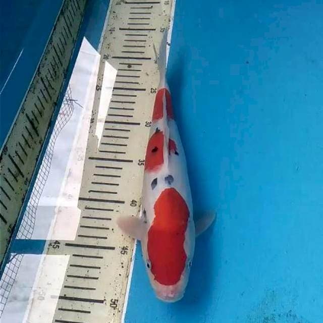 Sanke 32cm